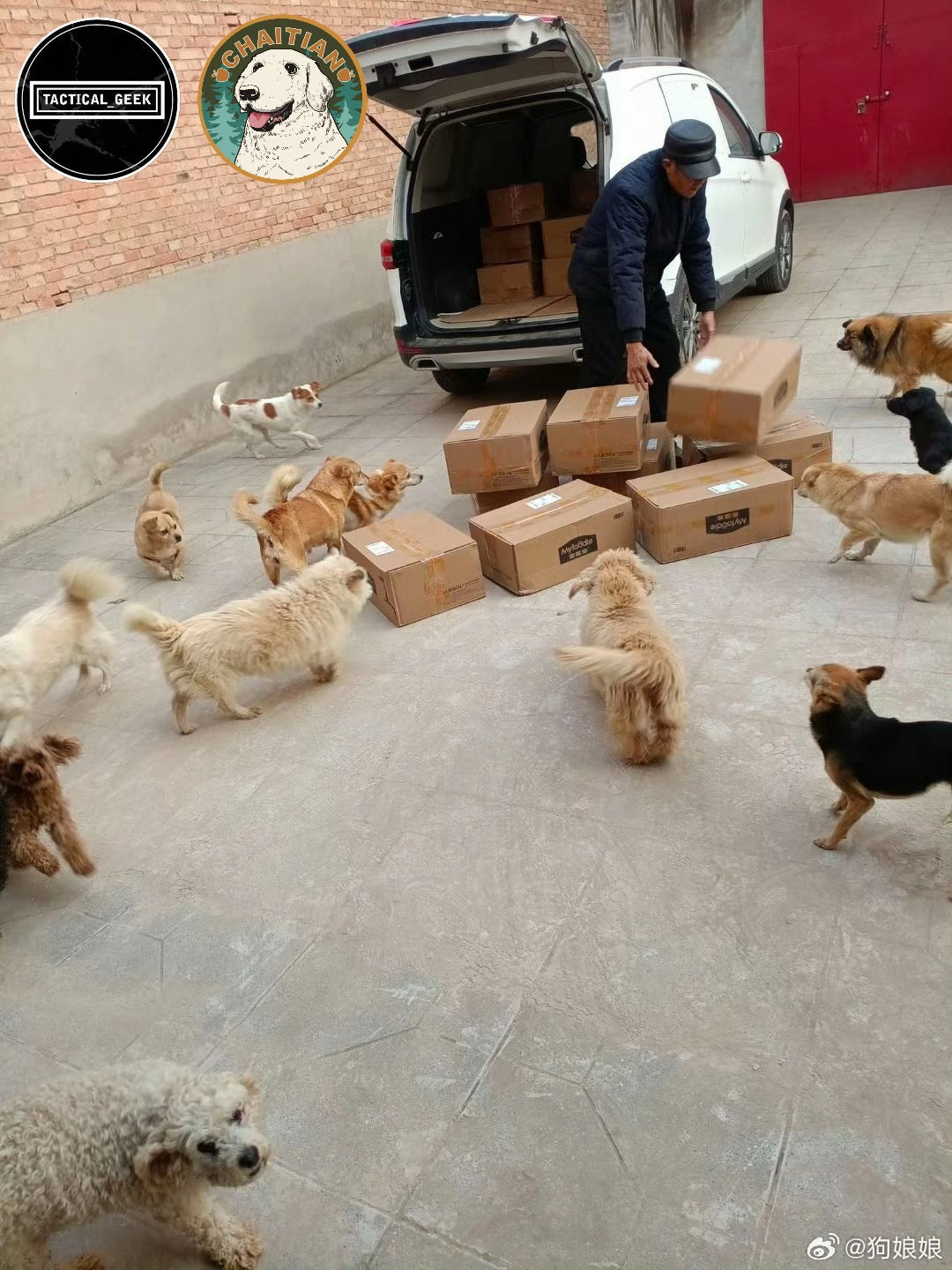 🐾 Love Between Mountains and Courtyards: A Story of Kindness and Care